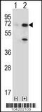 Ubiquitin Specific Peptidase 2 antibody, 61-092, ProSci, Western Blot image 