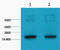 Histone H3 antibody, STJ97011, St John