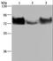 NECL-5 antibody, LS-C404782, Lifespan Biosciences, Western Blot image 