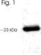 Aralkylamine N-Acetyltransferase antibody, PA1-762, Invitrogen Antibodies, Western Blot image 