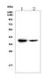 Farnesyl Diphosphate Synthase antibody, A01782-2, Boster Biological Technology, Western Blot image 