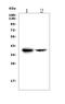 Farnesyl Diphosphate Synthase antibody, A01782-2, Boster Biological Technology, Western Blot image 