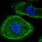 Mitogen-Activated Protein Kinase Kinase Kinase 10 antibody, HPA007039, Atlas Antibodies, Immunofluorescence image 