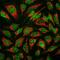 Muscleblind Like Splicing Regulator 1 antibody, M02309, Boster Biological Technology, Immunofluorescence image 