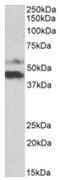 Pyridine Nucleotide-Disulphide Oxidoreductase Domain 1 antibody, AP32066PU-N, Origene, Western Blot image 