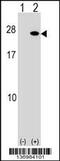 Fibroblast Growth Factor 19 antibody, 59-730, ProSci, Western Blot image 