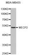 Methyl-CpG Binding Protein 2 antibody, STJ111014, St John