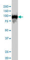 Chromosome Segregation 1 Like antibody, LS-B6674, Lifespan Biosciences, Western Blot image 