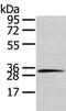 Syntaxin-19 antibody, CSB-PA745288, Cusabio, Western Blot image 