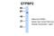 GTP Binding Protein 2 antibody, 25-780, ProSci, Western Blot image 