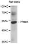 Purinergic Receptor P2X 3 antibody, abx126305, Abbexa, Western Blot image 