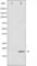 Eukaryotic Translation Initiation Factor 4E Binding Protein 1 antibody, abx010310, Abbexa, Western Blot image 