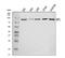 GIT ArfGAP 1 antibody, A02140-3, Boster Biological Technology, Western Blot image 