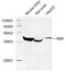 Enolase 2 antibody, LS-C203138, Lifespan Biosciences, Western Blot image 
