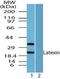 Latexin antibody, NBP2-24530, Novus Biologicals, Western Blot image 