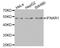 Interferon Alpha And Beta Receptor Subunit 1 antibody, LS-C331651, Lifespan Biosciences, Western Blot image 