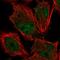 Kinesin Family Member 9 antibody, HPA022031, Atlas Antibodies, Immunofluorescence image 