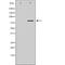 GNAS Complex Locus antibody, orb229515, Biorbyt, Western Blot image 