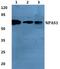 Neuronal PAS Domain Protein 1 antibody, PA5-75539, Invitrogen Antibodies, Western Blot image 