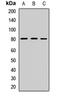 Paternally Expressed 10 antibody, LS-C668154, Lifespan Biosciences, Western Blot image 