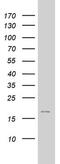Arginine Vasopressin Induced 1 antibody, MA5-26572, Invitrogen Antibodies, Western Blot image 