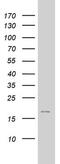 Arginine vasopressin-induced protein 1 antibody, MA5-26572, Invitrogen Antibodies, Western Blot image 