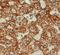 Cytochrome C Oxidase Subunit 4I1 antibody, PA5-19471, Invitrogen Antibodies, Immunohistochemistry frozen image 