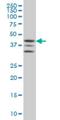 MAPK Activated Protein Kinase 2 antibody, H00009261-M01, Novus Biologicals, Western Blot image 