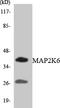 Dual specificity mitogen-activated protein kinase kinase 6 antibody, EKC1741, Boster Biological Technology, Western Blot image 