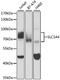 Solute Carrier Family 1 Member 4 antibody, A3084, ABclonal Technology, Western Blot image 