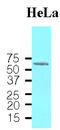 Heat Shock Transcription Factor 1 antibody, LS-B2951, Lifespan Biosciences, Western Blot image 