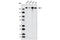 Tight Junction Protein 1 antibody, 5406S, Cell Signaling Technology, Western Blot image 