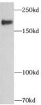 ERBB2 antibody, FNab03834, FineTest, Western Blot image 