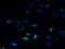Sideroflexin 2 antibody, A60878-100, Epigentek, Immunofluorescence image 
