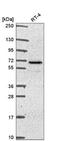 Interferon Related Developmental Regulator 2 antibody, NBP2-57153, Novus Biologicals, Western Blot image 
