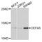 Defensin Alpha 3 antibody, abx006294, Abbexa, Western Blot image 