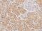 NMNAT3 antibody, 206497-T08, Sino Biological, Immunohistochemistry paraffin image 