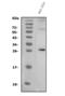 Interleukin 3 antibody, A02435, Boster Biological Technology, Western Blot image 
