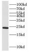 Ribosomal Protein L26 Like 1 antibody, FNab07425, FineTest, Western Blot image 