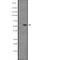 Serum/Glucocorticoid Regulated Kinase Family Member 3 antibody, abx147519, Abbexa, Western Blot image 