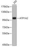 ATPase Na+/K+ Transporting Subunit Alpha 2 antibody, 19-145, ProSci, Western Blot image 