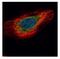 Endoplasmic Reticulum Protein 29 antibody, NBP1-33076, Novus Biologicals, Immunofluorescence image 