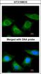 Serpin Family A Member 7 antibody, LS-C186039, Lifespan Biosciences, Immunocytochemistry image 