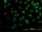 Kaptin, Actin Binding Protein antibody, H00011133-M01, Novus Biologicals, Immunofluorescence image 