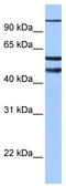 Enhancer Of Zeste 1 Polycomb Repressive Complex 2 Subunit antibody, TA335854, Origene, Western Blot image 