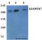 ADAM Metallopeptidase With Thrombospondin Type 1 Motif 7 antibody, LS-C412091, Lifespan Biosciences, Western Blot image 