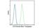 Fms Related Tyrosine Kinase 3 antibody, 28435S, Cell Signaling Technology, Flow Cytometry image 