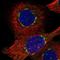 HPS3 Biogenesis Of Lysosomal Organelles Complex 2 Subunit 1 antibody, NBP1-92007, Novus Biologicals, Immunofluorescence image 