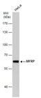 Membrane Frizzled-Related Protein antibody, GTX131340, GeneTex, Western Blot image 