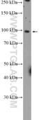 GRIP And Coiled-Coil Domain Containing 1 antibody, 16271-1-AP, Proteintech Group, Western Blot image 